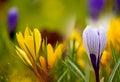 Delicate early spring flower saffron, crocus in dew drops. Royalty Free Stock Photo