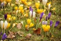 Delicate early spring flower saffron, crocus in dew drops. Royalty Free Stock Photo