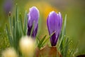 Delicate early spring flower saffron, crocus in dew drops. selective focus Royalty Free Stock Photo