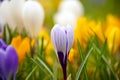 Delicate early spring flower     saffron, crocus in dew drops. Royalty Free Stock Photo