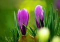 Delicate early spring flower saffron, crocus in dew drops. selective focus Royalty Free Stock Photo