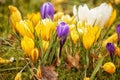 Delicate early spring flower saffron, crocus in dew drops. Royalty Free Stock Photo