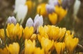 Delicate early spring flower saffron, crocus in dew drops. Royalty Free Stock Photo