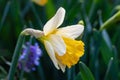 Delicate Easter daffodil close-up in green grass. Natural spring background, greeting card Royalty Free Stock Photo