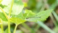 A Delicate Eastern Forktail Ischnura verticalis Damsefly Perched on a Leaf in Eastern Colorado Royalty Free Stock Photo