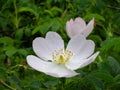 Delicate eglantine