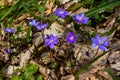 A delicate and elegant image of Hepatica nobilis, liverleaf or liverwort. Blooming violet flowers on colorful forest background. Royalty Free Stock Photo