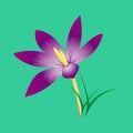Delicate elegant lilac flower