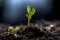 The delicate emergence of a resilient seedling sprout