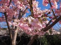 white cherry blossoms in spring in Japan