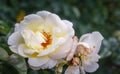 Fading rose in the drops of morning dew Royalty Free Stock Photo