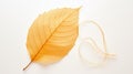 delicate fall leaf on white Royalty Free Stock Photo