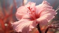 Delicate Fantasy: Photorealistic Macro Of Hibiscus Flower With Water Drops Royalty Free Stock Photo