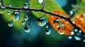 Delicate Fantasy Worlds: Water Drops On Tree Branches Wallpaper