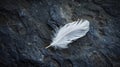 Delicate feather on dark rock surface