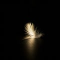 A delicate feather gently rests on a dark surface, illuminated by a soft spotlight from Royalty Free Stock Photo