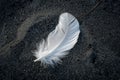 Delicate feather resting on dark sand Royalty Free Stock Photo