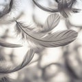 Delicate feathers float gracefully, each showcasing fine barbs and soft afterfeather Royalty Free Stock Photo