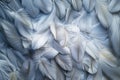 A delicate feathers texture background featuring soft, intricate patterns Royalty Free Stock Photo