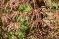 Delicate, feathery branches with reddish-brown foliage of Acer Palmatum Dissectum create lacy pattern, Royalty Free Stock Photo