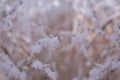 Delicate feathery frost covering leaves and stems of everything in beautiful pattens Royalty Free Stock Photo