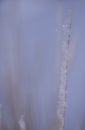 Delicate feathery frost covering leaves and stems of everything in beautiful pattens Royalty Free Stock Photo