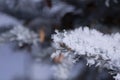 Delicate feathery frost covering leaves and stems of everything in beautiful pattens Royalty Free Stock Photo