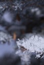 Delicate feathery frost covering leaves and stems of everything in beautiful pattens Royalty Free Stock Photo