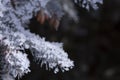 Delicate feathery frost covering leaves and stems of everything in beautiful pattens Royalty Free Stock Photo