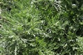 Delicate fern like leaves on a Silver Mound Plant