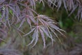 Delicate fern-like purple maple leaves