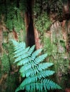 Delicate fern resting against mossy old growth tree stump. Royalty Free Stock Photo