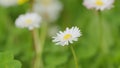 Delicate field daisies are swaying in the wind. Summer season nature. Close up. Royalty Free Stock Photo