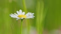 Delicate field daisies are swaying in the wind. Summer season nature. Close up. Royalty Free Stock Photo
