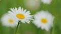Delicate field daisies are swaying in the wind. Summer season nature. Close up. Royalty Free Stock Photo