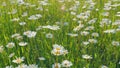 Delicate field daisies are swaying in the wind. Summer season nature. Slow motion. Royalty Free Stock Photo