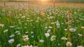 Delicate field daisies are swaying in the wind. Summer season nature. Wide shot. Royalty Free Stock Photo