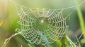 The delicate filaments of a spiders web stretch across the frame like strands of spun. Generative Ai