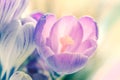 Delicate first spring flowers crocuses on defocused background Royalty Free Stock Photo