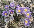 Delicate first spring forest flowers.Purple Pasqueflower.Prairie smoke.Pulsatilla patens.Close-up