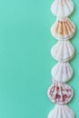 Delicate Flat White Pink Brown Striped Sea Shells Arranged in Border Frame on Light Green Turquoise Pastel Background. Copy Space