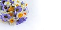 Delicate floral arrangement - spring yellow and purple flowers on a white background.