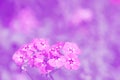 Delicate floral background in shades of purple. Beautiful flowers, selective focus