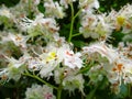 Delicate floral blurred background of white with yellow to pink blotches of horse chestnut flowers close-up