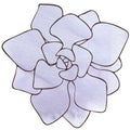 Delicate floral illustration. Succulent Echeveria on a watercolor background. Light blue color. Object on white background