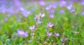 Delicate floral panoramic background. Spring wildflowers Royalty Free Stock Photo