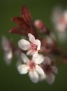 Delicate flower Royalty Free Stock Photo