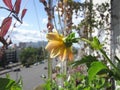 Delicate flower of annual dahlia on blurred background of city street. Balcony gardening