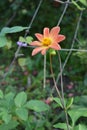 Delicate flower of annual dahlia in overcast summer day