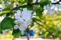 Delicate flower apple tree with buds on a branch among leaves. Royalty Free Stock Photo